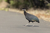 Image. Crested Guineafowl