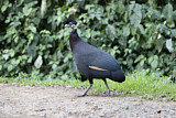 Image. Crested Guineafowl