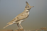 Image. Crested Lark