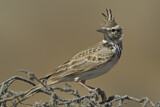 Image. Crested Lark