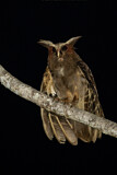 Image. Crested Owl