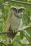 Image. Crested Owl
