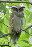 Image. Crested Owl