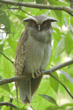 Image. Crested Owl