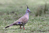 Image. Crested Pigeon