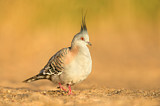 Image. Crested Pigeon