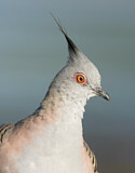 Image. Crested Pigeon