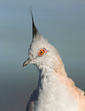 Image. Crested Pigeon