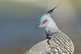 Image. Crested Pigeon