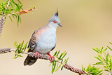 Image. Crested Pigeon