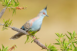 Image. Crested Pigeon