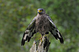 Image. Crested Serpent Eagle