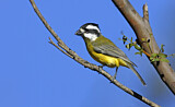 Image. Crested Shriketit