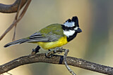 Image. Crested Shriketit