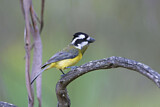 Image. Crested Shriketit