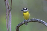 Image. Crested Shriketit