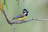 Image. Crested Shriketit