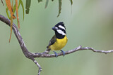 Image. Crested Shriketit