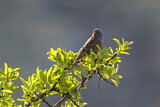 Image. Cretzschmar's Bunting