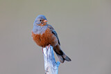 Image. Cretzschmar's Bunting