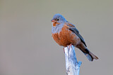 Image. Cretzschmar's Bunting