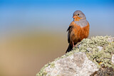Image. Cretzschmar's Bunting