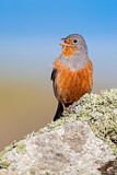 Image. Cretzschmar's Bunting