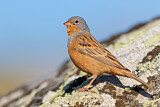 Image. Cretzschmar's Bunting