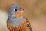 Image. Cretzschmar's Bunting