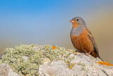 Image. Cretzschmar's Bunting