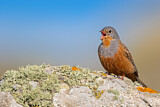 Image. Cretzschmar's Bunting