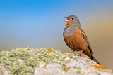 Image. Cretzschmar's Bunting