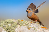 Image. Cretzschmar's Bunting