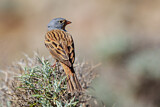 Image. Cretzschmar's Bunting