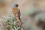Image. Cretzschmar's Bunting