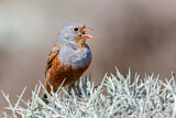 Image. Cretzschmar's Bunting