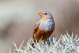 Image. Cretzschmar's Bunting