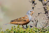 Image. Cretzschmar's Bunting