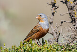 Image. Cretzschmar's Bunting