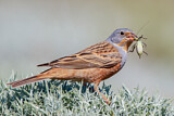 Image. Cretzschmar's Bunting