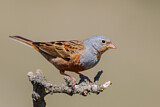 Image. Cretzschmar's Bunting