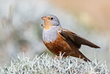 Image. Cretzschmar's Bunting