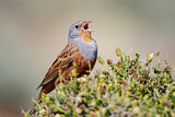 Image. Cretzschmar's Bunting