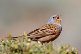 Image. Cretzschmar's Bunting