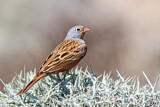 Image. Cretzschmar's Bunting