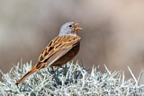 Image. Cretzschmar's Bunting