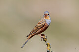 Image. Cretzschmar's Bunting
