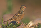 Image. Cretzschmar's Bunting