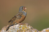 Image. Cretzschmar's Bunting