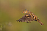 Image. Cretzschmar's Bunting